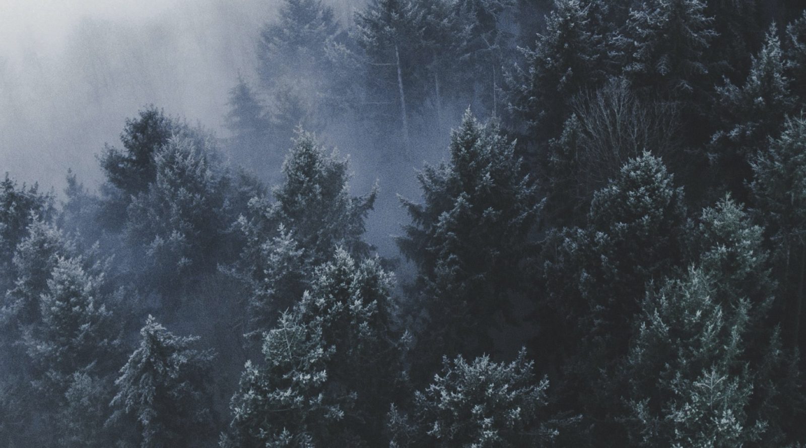 Trädtoppar tittar fram genom dimma